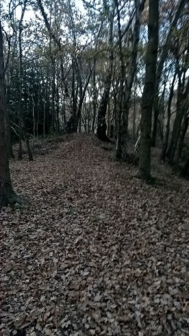 God's Carpet God's Carpet